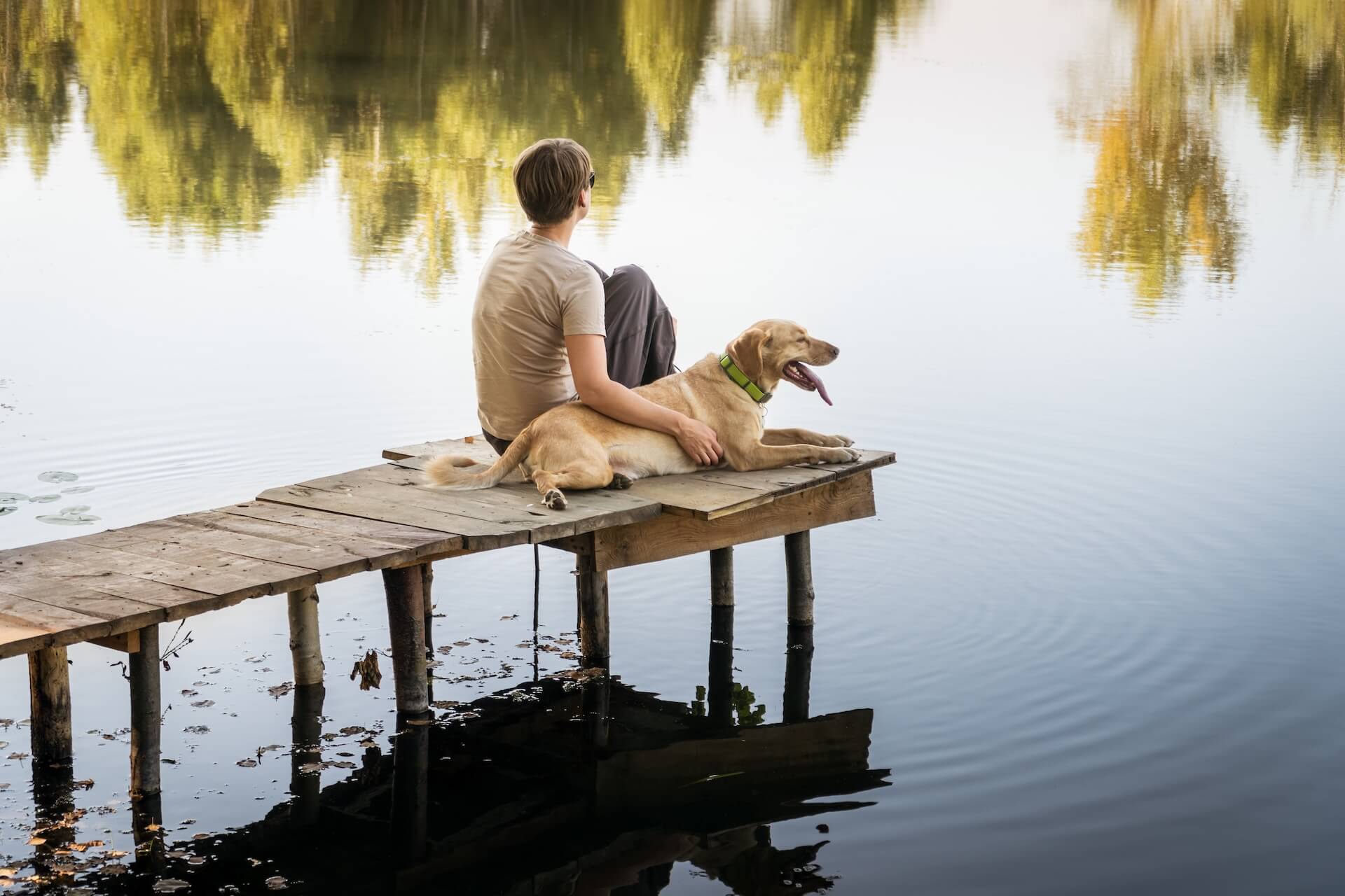 Greenville Veterinarian