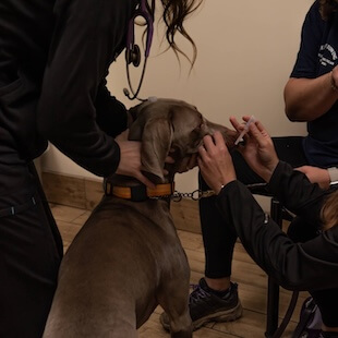 Pet Wellness Care in Greenville